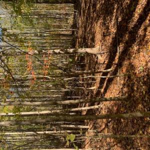 Photo #1 of Off Of T.C. Walker Rd. Rt. 629 Lane, Gloucester, Virginia 17.3 acres