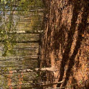 Photo #3 of Off Of T.C. Walker Rd. Rt. 629 Lane, Gloucester, Virginia 17.3 acres