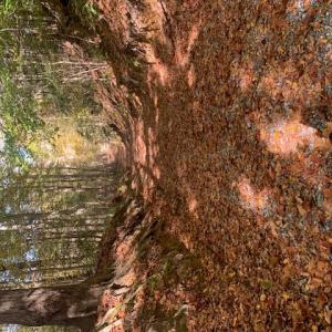 Photo #6 of Off Of T.C. Walker Rd. Rt. 629 Lane, Gloucester, Virginia 17.3 acres