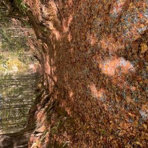 Photo #7 of Off Of T.C. Walker Rd. Rt. 629 Lane, Gloucester, Virginia 17.3 acres