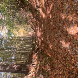 Photo #4 of 17+ac T.C. Walker Rd (Off of). Rt. 629 Lane, Gloucester, Virginia 17.3 acres