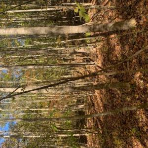 Photo #5 of 17+ac T.C. Walker Rd (Off of). Rt. 629 Lane, Gloucester, Virginia 17.3 acres