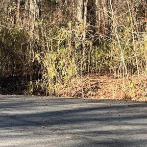 Photo #3 of Lot 4 Kentucky Trail, Chesapeake, Virginia 3.0 acres