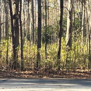 Photo #4 of Lot 4 Kentucky Trail, Chesapeake, Virginia 3.0 acres