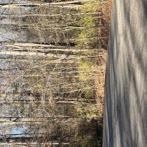 Photo #6 of Lot 4 Kentucky Trail, Chesapeake, Virginia 3.0 acres