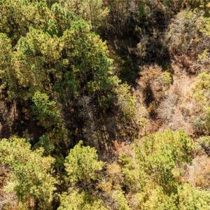 Photo #32 of 24.5ac Little Mill Road, Stony Creek, Virginia 24.5 acres