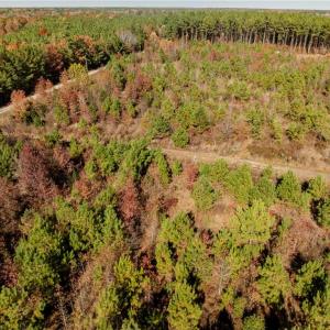 Photo #29 of 24.5ac Little Mill Road, Stony Creek, Virginia 24.5 acres