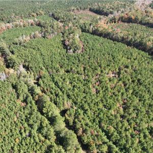 Photo #14 of 955 Manning Drive, Valentines, Virginia 36.4 acres