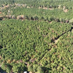 Photo #7 of 955 Manning Drive, Valentines, Virginia 36.4 acres