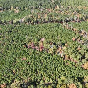 Photo #8 of 955 Manning Drive, Valentines, Virginia 36.4 acres