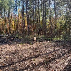 Photo #24 of 955 Manning Drive, Valentines, Virginia 36.4 acres