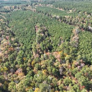 Photo #9 of 955 Manning Drive, Valentines, Virginia 36.4 acres