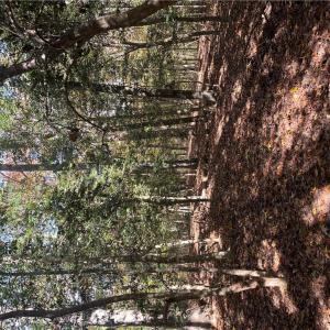 Photo #12 of 2425 Jolly Pond Road, Williamsburg, Virginia 15.5 acres