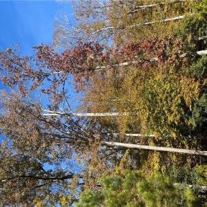 Photo #15 of 2425 Jolly Pond Road, Williamsburg, Virginia 15.5 acres