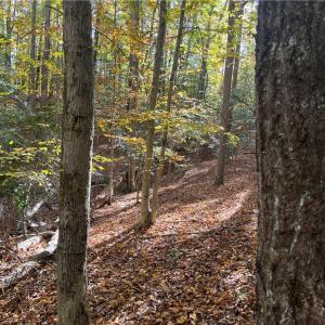 Photo #4 of 2425 Jolly Pond Road, Williamsburg, Virginia 15.5 acres