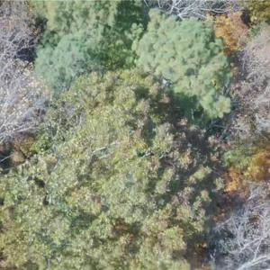 Photo #7 of 2425 Jolly Pond Road, Williamsburg, Virginia 15.5 acres