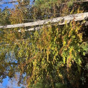 Photo #10 of 2425 Jolly Pond Road, Williamsburg, Virginia 15.5 acres