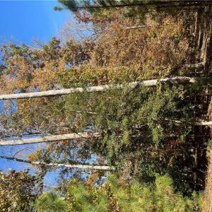 Photo #11 of 2425 Jolly Pond Road, Williamsburg, Virginia 14.5 acres