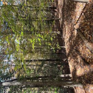 Photo #13 of 2425 Jolly Pond Road, Williamsburg, Virginia 14.5 acres