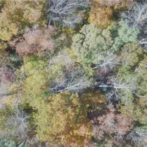 Photo #6 of 2425 Jolly Pond Road, Williamsburg, Virginia 14.5 acres