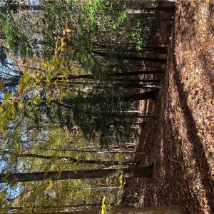 Photo #14 of 2425 Jolly Pond Road, Williamsburg, Virginia 14.5 acres