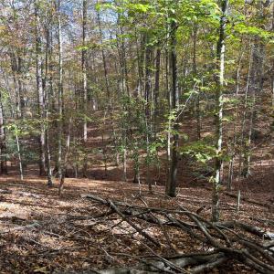 Photo #3 of 2425 Jolly Pond Road, Williamsburg, Virginia 14.5 acres