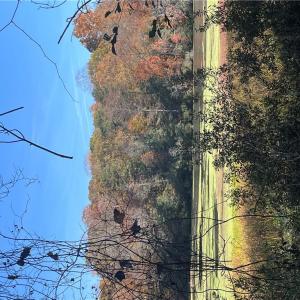 Photo #9 of 2425 Jolly Pond Road, Williamsburg, Virginia 14.5 acres