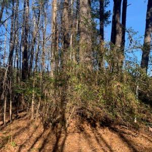 Photo #4 of Lot 23 Chambliss Road, Emporia, Virginia 0.2 acres