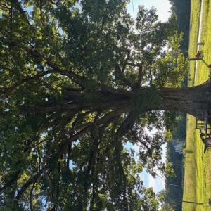 Photo #6 of 7496 Yellow Hammer Road, Zuni, Virginia 13.0 acres