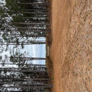 Photo #11 of 5 ac Ivor Road, Ivor, Virginia 5.0 acres