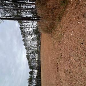 Photo #7 of 5 ac Ivor Road, Ivor, Virginia 5.0 acres