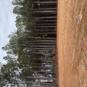 Photo #10 of 5 ac Ivor Road, Ivor, Virginia 5.0 acres