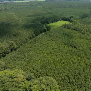 Photo #6 of 104 AC St Lukes Road, Sedley, Virginia 104.0 acres