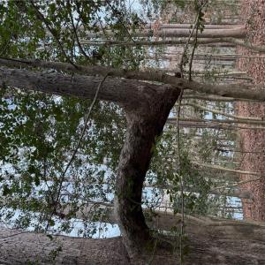 Photo #17 of 5.46AC Haynes Pond Way, Gloucester, Virginia 5.5 acres