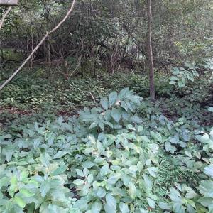 Photo #1 of 200 Campbell Lane, Newport News, Virginia 1.8 acres