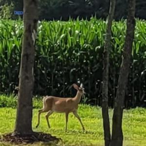 Photo #18 of 9378 Robins Neck Road, Gloucester, Virginia 9.8 acres