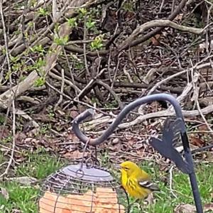 Photo #20 of 9378 Robins Neck Road, Gloucester, Virginia 9.8 acres