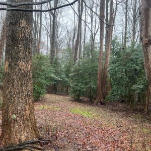 Photo #3 of 4.5ac Elsom Mascot Road, Mattaponi, Virginia 4.5 acres