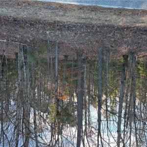 Photo #4 of Eleytown Road, Murfreesboro, North Carolina 7.9 acres