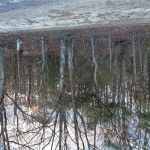 Photo #5 of Eleytown Road, Murfreesboro, North Carolina 7.9 acres