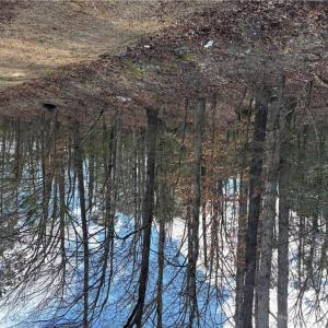 Photo #6 of Eleytown Road, Murfreesboro, North Carolina 7.9 acres