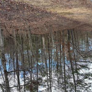 Photo #7 of 7.88ac Eleytown Road, Murfreesboro, North Carolina 7.9 acres