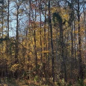 Photo #7 of 77.5ac Shippings Road, Mc Kenney, Virginia