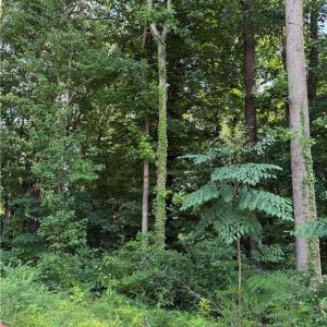 Photo #5 of 1117 Jackson Street, Virginia Beach, Virginia 1.1 acres