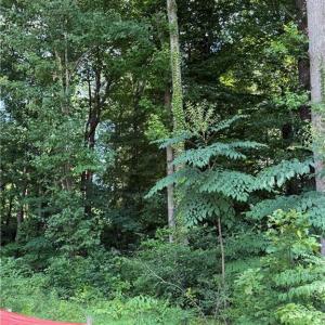 Photo #4 of 1117 Jackson Street, Virginia Beach, Virginia 1.1 acres