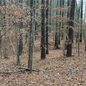 Photo #11 of 13441 Morris Creek Crescent, Charles City, Virginia 5.2 acres