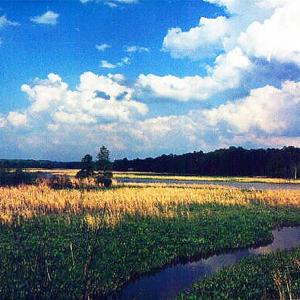 Looking Southwest from one possible homesite at 127 Constance Ave