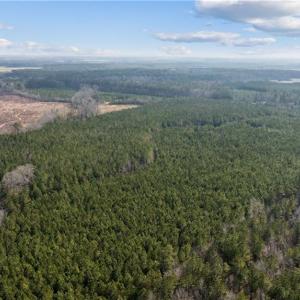 Beaver pond is located on the property