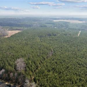Photo #14 of 10445 Southampton Parkway, Drewryville, Virginia 165.1 acres