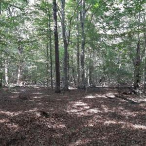 Photo #1 of 6592 Blackwater Road, Virginia Beach, Virginia 4.0 acres
